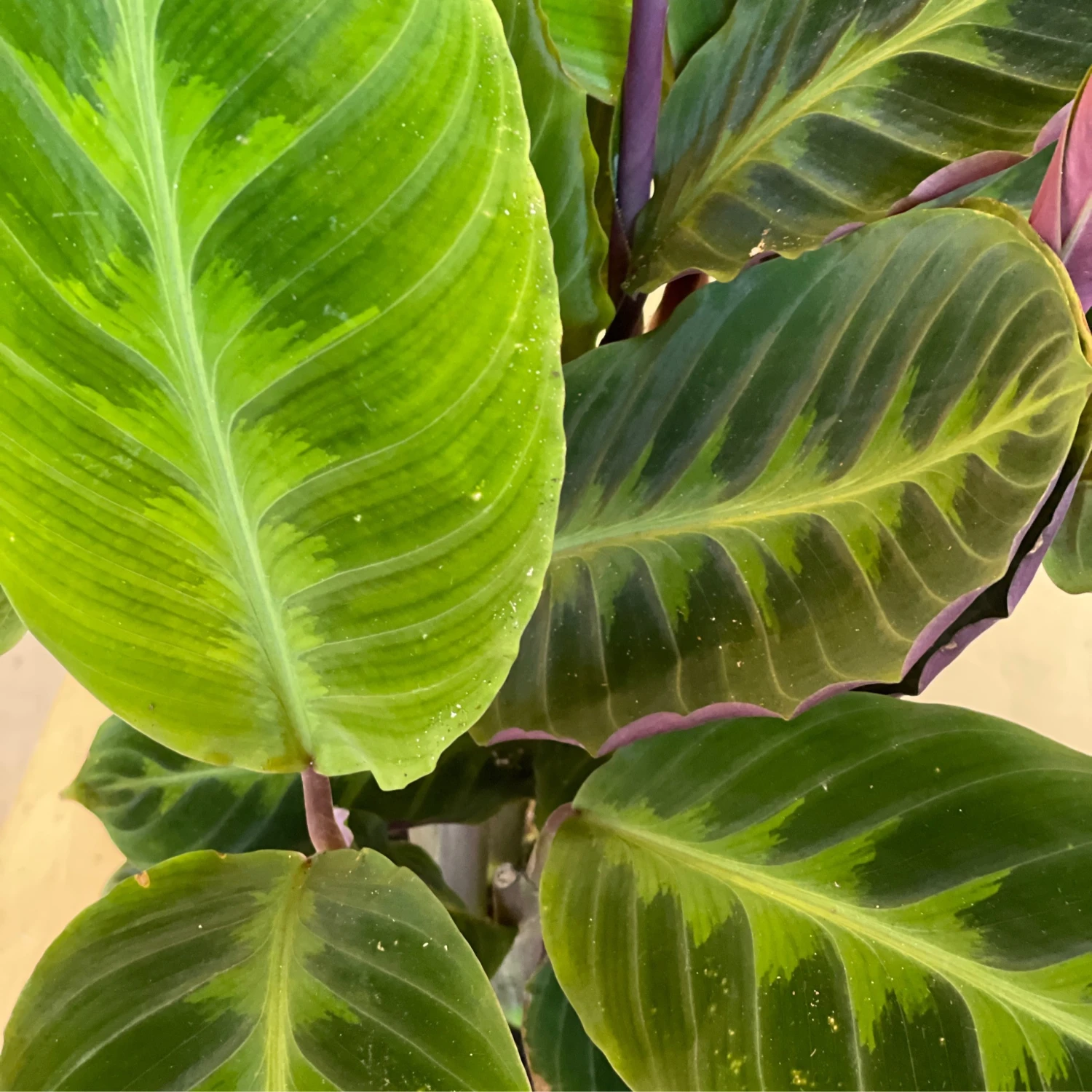 Calathea Warscewiczii - Jungle Velvet 2 Calathea Warscewiczii - Jungle Velvet - Image 2