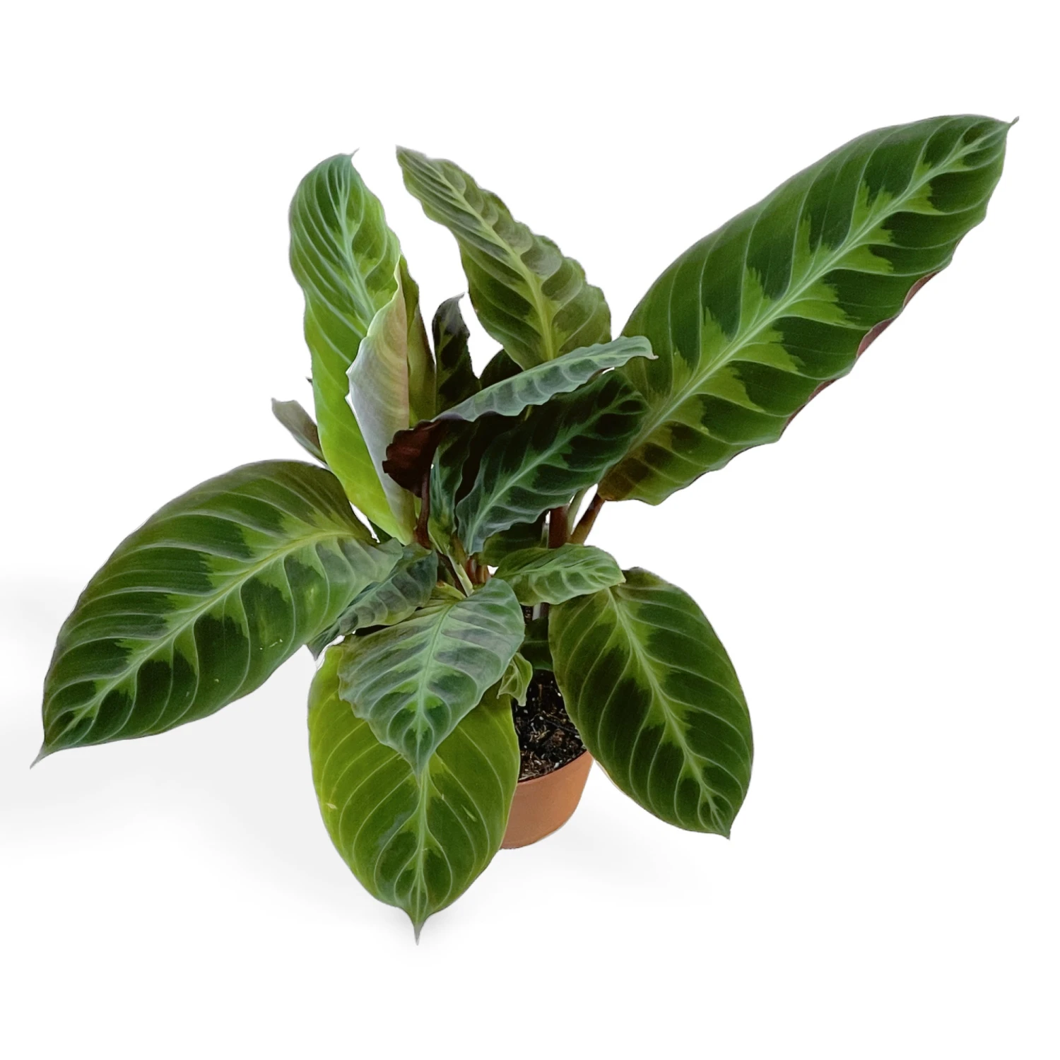 Calathea Warscewiczii - Jungle Velvet 1 Calathea Warscewiczii - Jungle Velvet