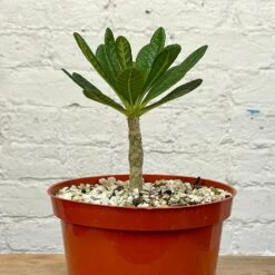 Dorstenia Gigas -Cloud-Hidden Plants s753278155256112669 p1358 i2 w2401