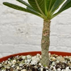 Dorstenia Gigas -Cloud-Hidden Plants s753278155256112669 p1358 i4 w3024
