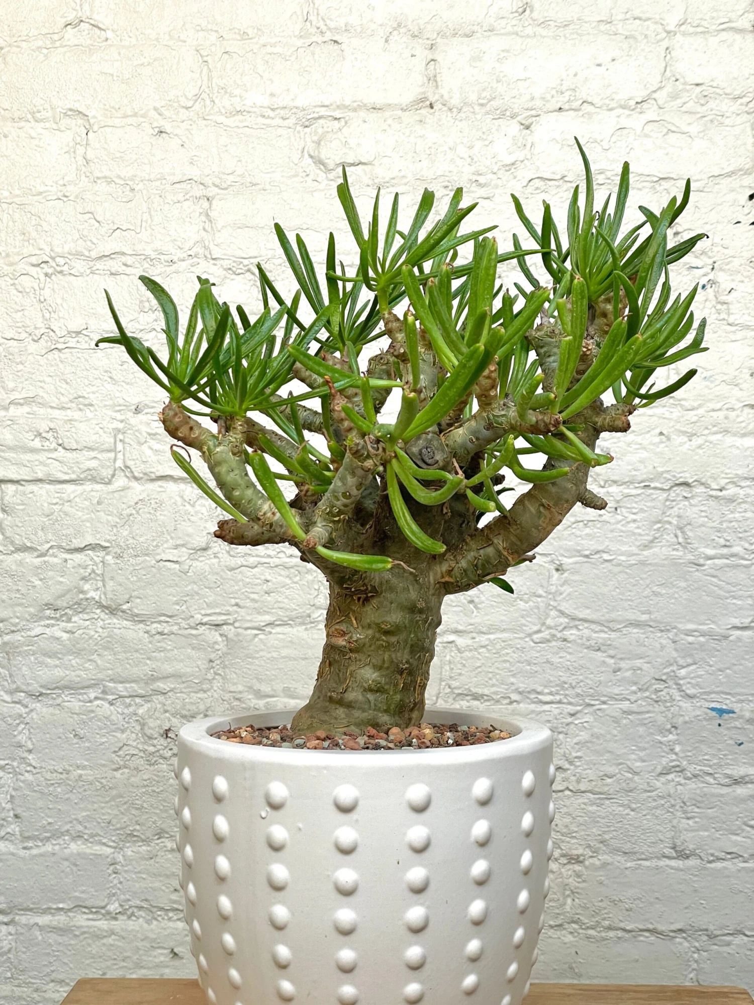 Tylecodon Paniculatus V. Dinterii