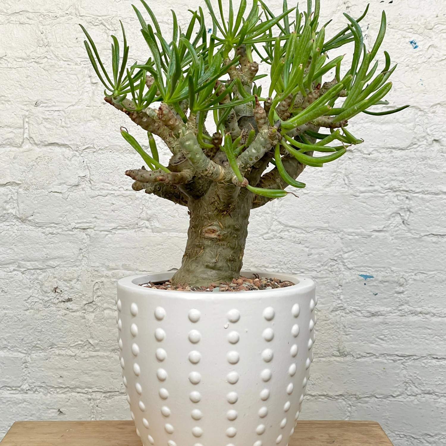 Tylecodon Paniculatus V. Dinterii 2 Tylecodon Paniculatus V. Dinterii - Image 2