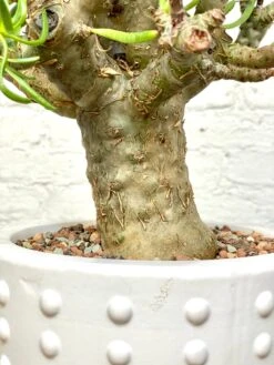 Tylecodon Paniculatus V. Dinterii 8 Tylecodon Paniculatus V. Dinterii -Cloud-Hidden Plants s753278155256112669 p1368 i8 w3024