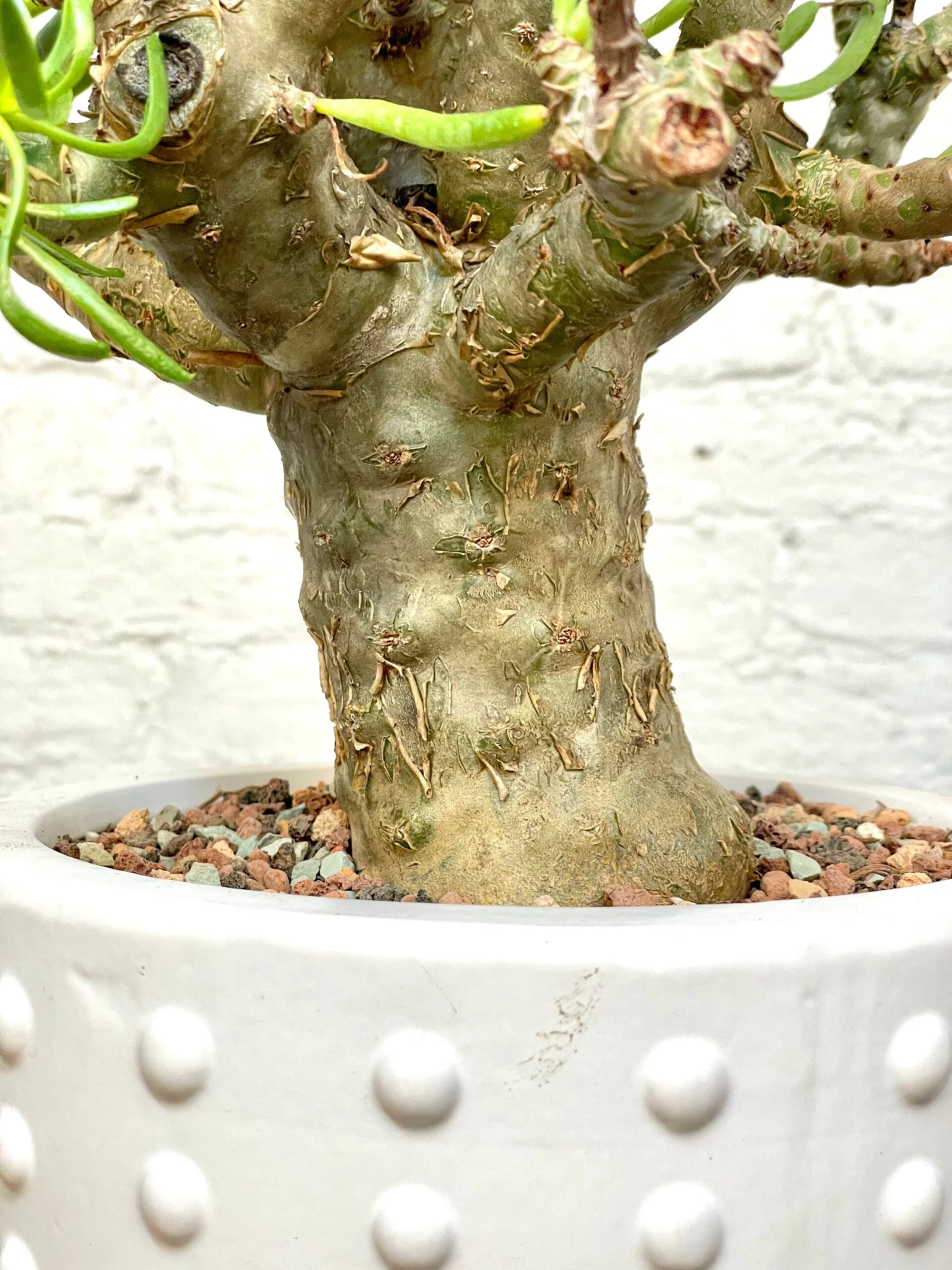 Tylecodon Paniculatus V. Dinterii 4 Tylecodon Paniculatus V. Dinterii - Image 4