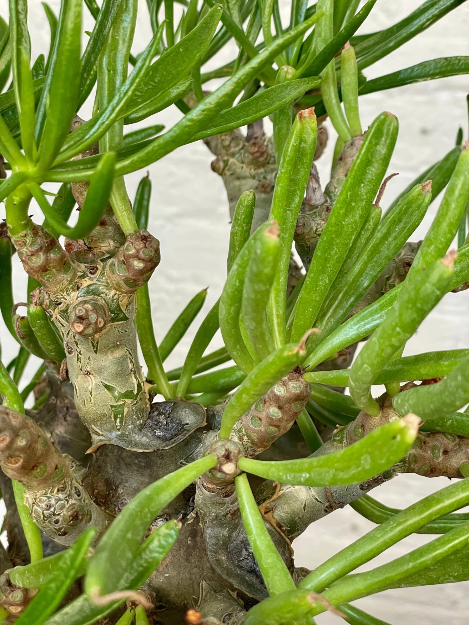 Tylecodon Paniculatus V. Dinterii 5 Tylecodon Paniculatus V. Dinterii - Image 5