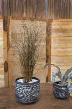 Delrado Pot By Accent Decor -Cloud-Hidden Plants s753278155256112669 p1371 i1 w1000