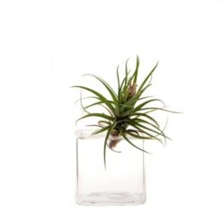 Glass Cube Vase Hudson 3 By CHIVE