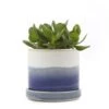 Chive - 3 Inch Minute Planter Pot & Saucer - Blue Base