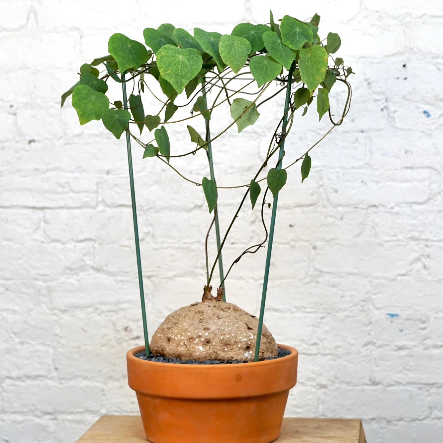 Stephania Venosa XL 1 Stephania Venosa XL