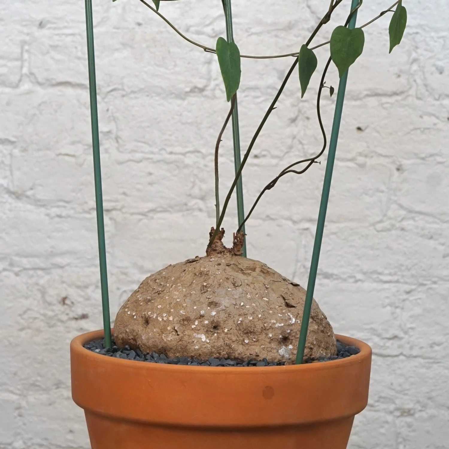 Stephania Venosa XL 2 Stephania Venosa XL - Image 2