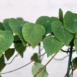 Stephania Venosa XL 8 Stephania Venosa XL -Cloud-Hidden Plants s753278155256112669 p1394 i3 w3421