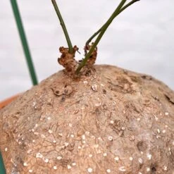 Stephania Venosa XL 9 Stephania Venosa XL -Cloud-Hidden Plants s753278155256112669 p1394 i4 w4000