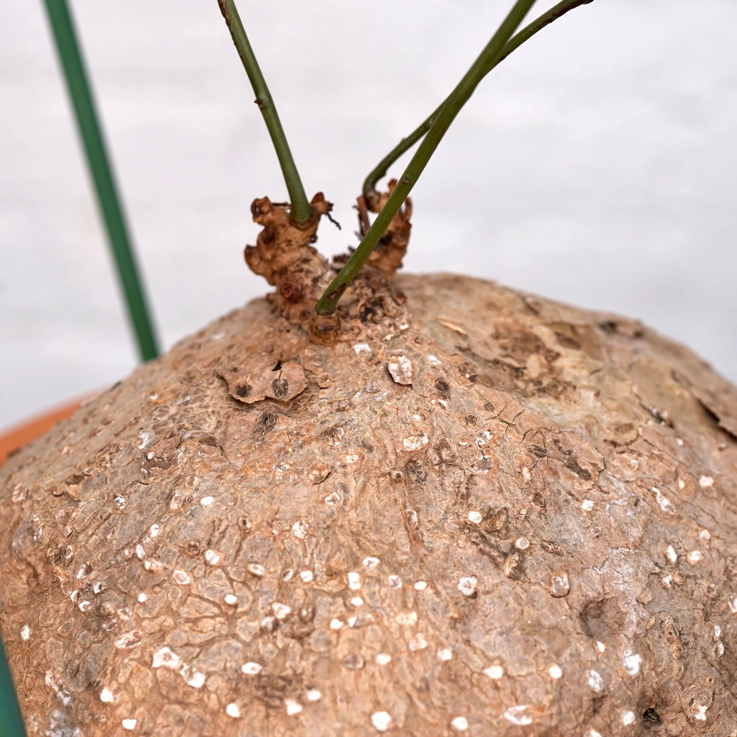 Stephania Venosa XL 4 Stephania Venosa XL - Image 4