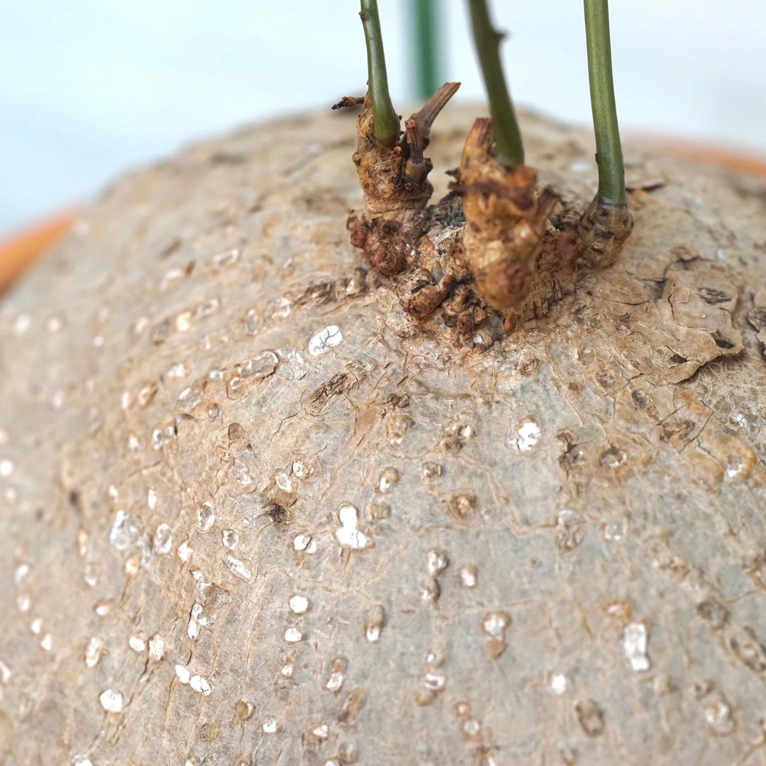 Stephania Venosa XL 5 Stephania Venosa XL - Image 5