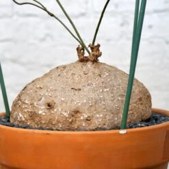 Stephania Venosa XL 11 Stephania Venosa XL -Cloud-Hidden Plants s753278155256112669 p1394 i6 w3995