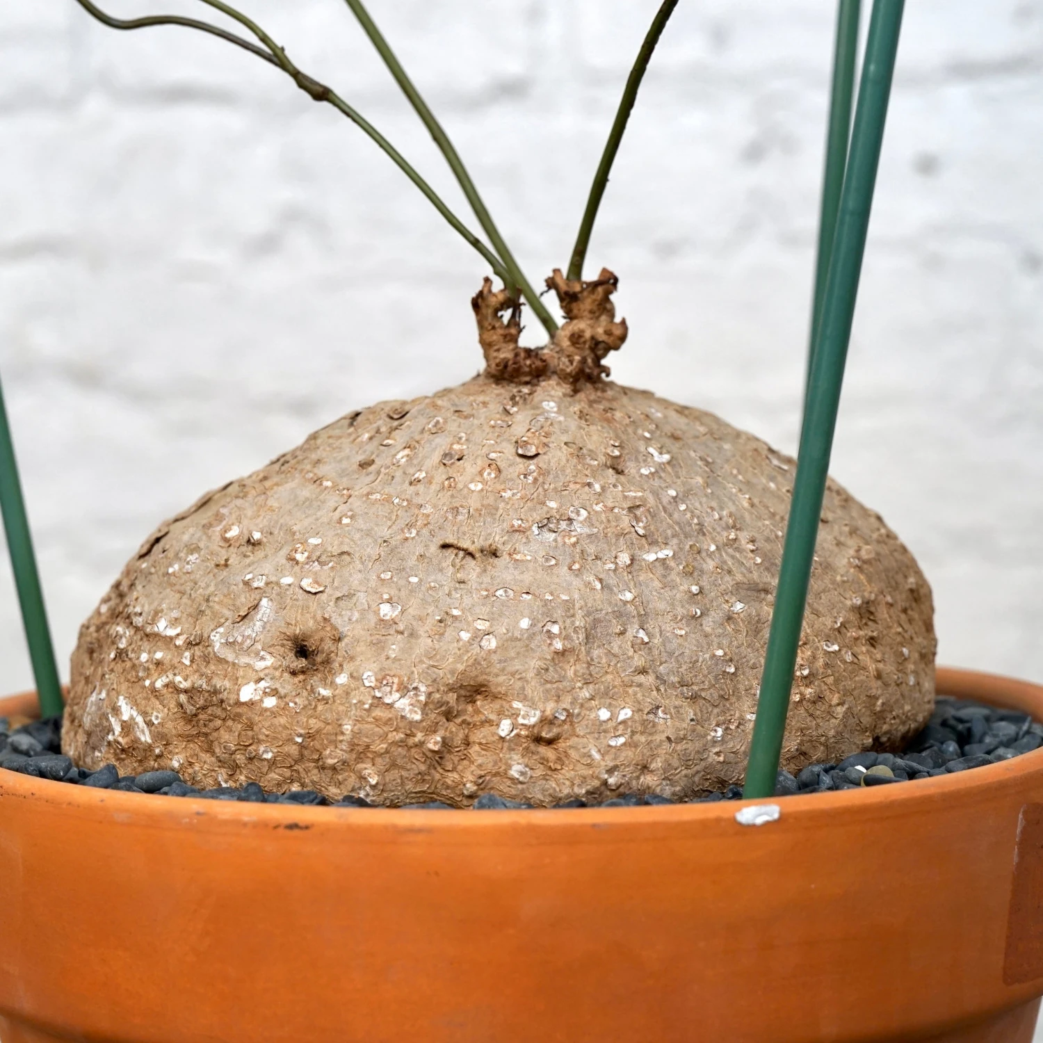 Stephania Venosa XL 6 Stephania Venosa XL - Image 6