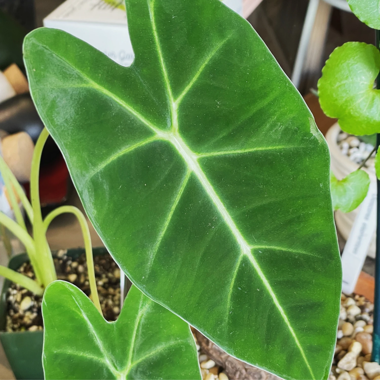 Alocasia Micholitziana 'Velvet Elvis' 1 Alocasia Micholitziana 'Velvet Elvis'
