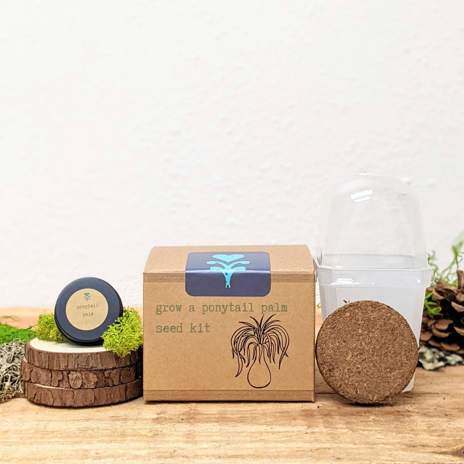 Plantflix - Grow A Ponytail Palm Seed Kit 1 Plantflix - Grow A Ponytail Palm Seed Kit