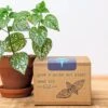 Plantflix - Grow A Polka Dot Plant Seed Kit
