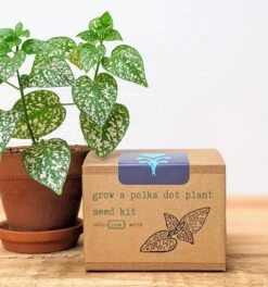 Plantflix - Grow A Polka Dot Plant Seed Kit
