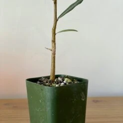 Brachychiton Rupestris - Queensland Bottle Tree 5 Brachychiton Rupestris - Queensland Bottle Tree -Cloud-Hidden Plants s753278155256112669 p1450 i2 w3024