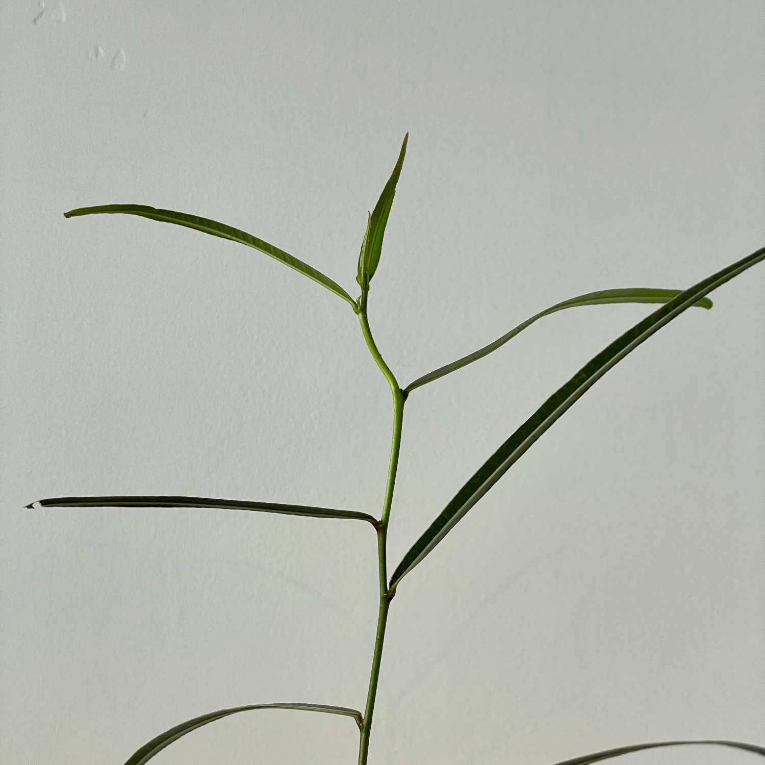 Brachychiton Rupestris - Queensland Bottle Tree 2 Brachychiton Rupestris - Queensland Bottle Tree - Image 2