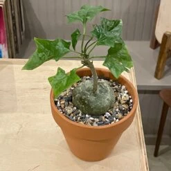 Gerrardanthus Macrorhizus