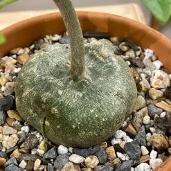 Gerrardanthus Macrorhizus -Cloud-Hidden Plants s753278155256112669 p145 i3 w3024