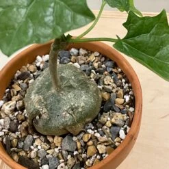 Gerrardanthus Macrorhizus -Cloud-Hidden Plants s753278155256112669 p145 i4 w3024