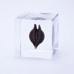 Sola Cube Tiger's Claw