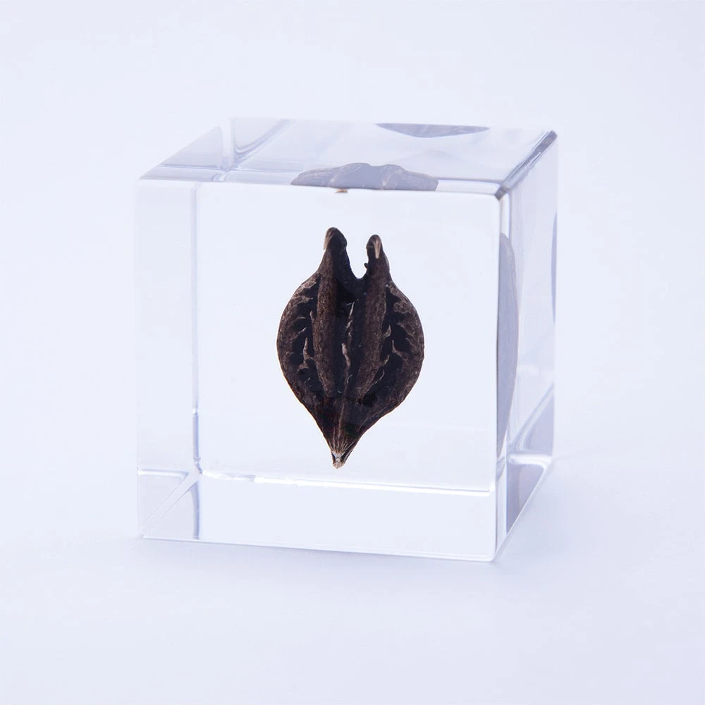 Sola Cube Tiger's Claw 1 Sola Cube Tiger's Claw