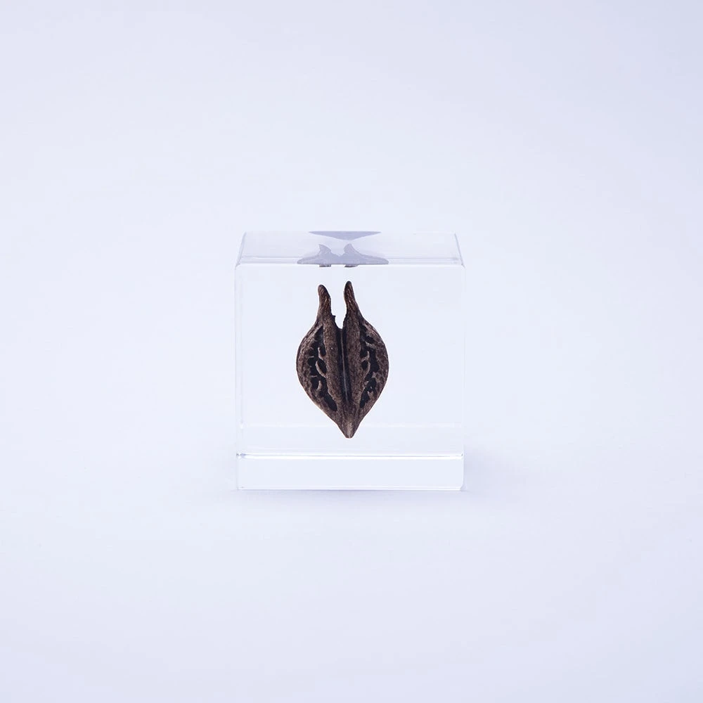 Sola Cube Tiger's Claw 2 Sola Cube Tiger's Claw - Image 2