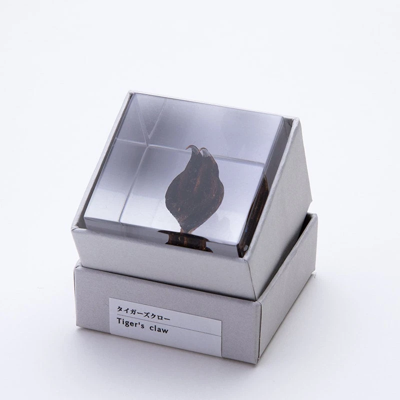 Sola Cube Tiger's Claw 3 Sola Cube Tiger's Claw - Image 3