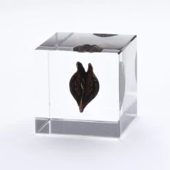 Sola Cube Tiger's Claw 7 Sola Cube Tiger's Claw -Cloud-Hidden Plants s753278155256112669 p1463 i4 w800