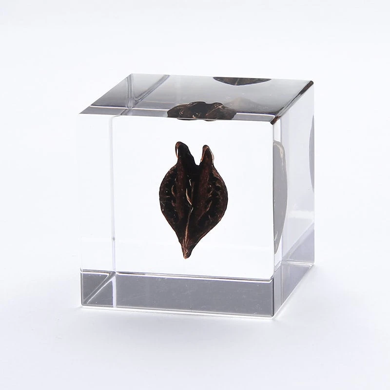 Sola Cube Tiger's Claw 4 Sola Cube Tiger's Claw - Image 4