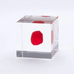 Sola Cube Huayruro 7 Sola Cube Huayruro -Cloud-Hidden Plants s753278155256112669 p1464 i3 w800