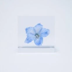 Sola Cube Siberian Larkspur