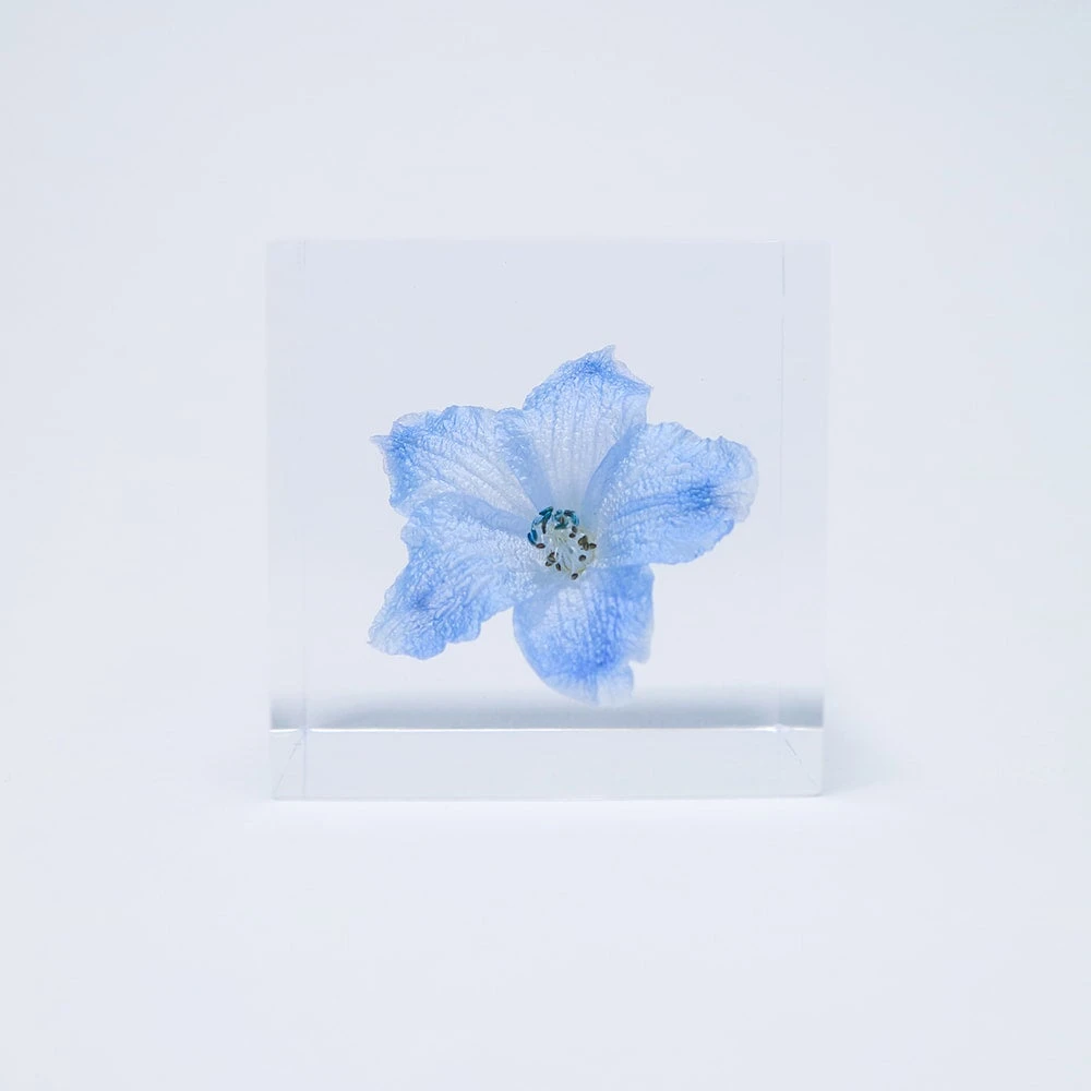 Sola Cube Siberian Larkspur 1 Sola Cube Siberian Larkspur