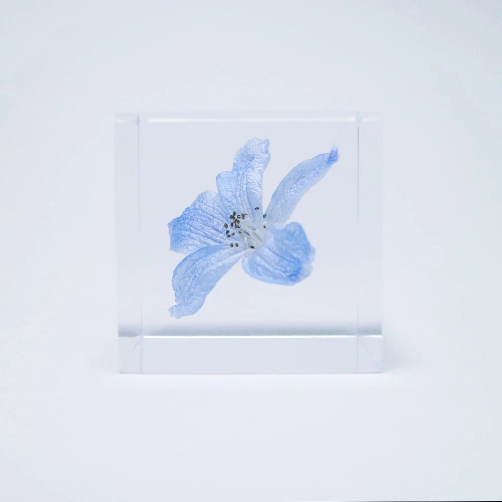 Sola Cube Siberian Larkspur 2 Sola Cube Siberian Larkspur - Image 2