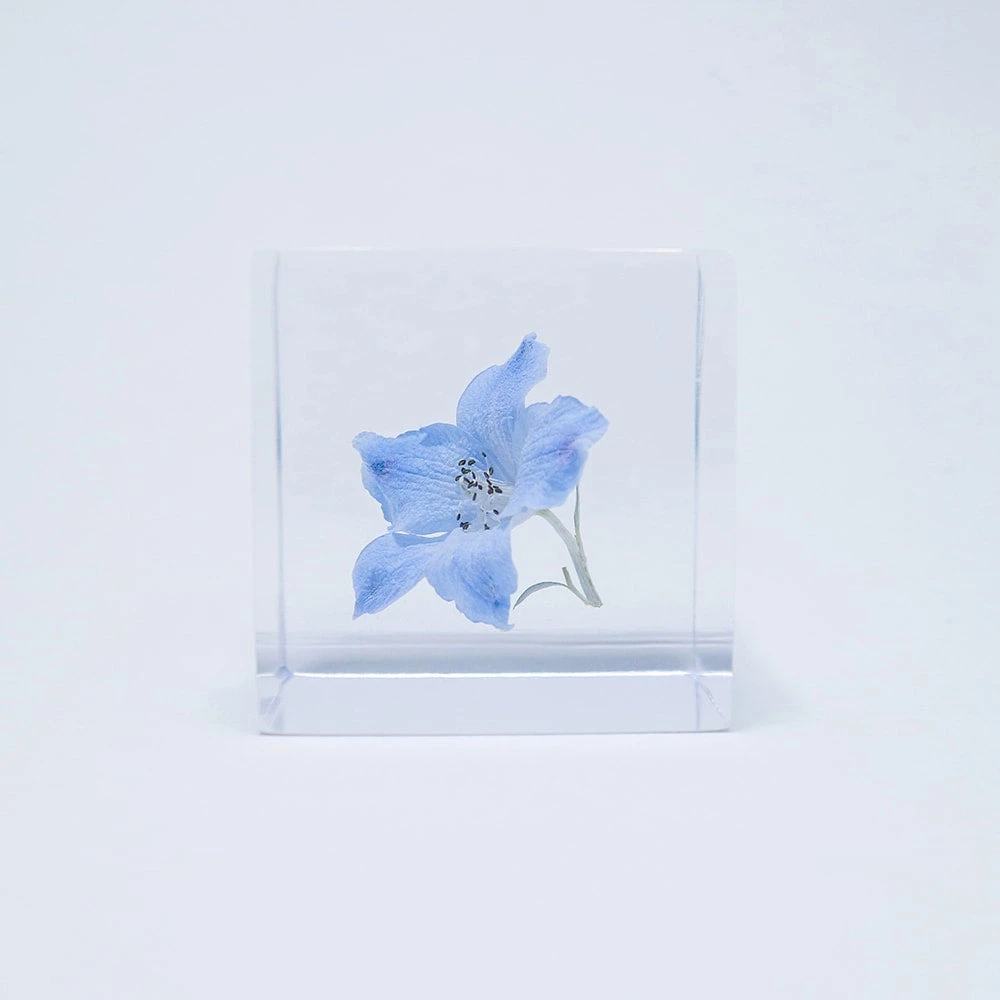 Sola Cube Siberian Larkspur 3 Sola Cube Siberian Larkspur - Image 3