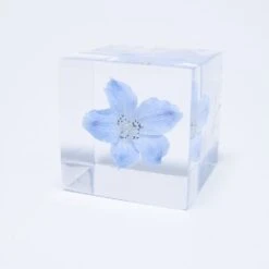 Sola Cube Siberian Larkspur 11 Sola Cube Siberian Larkspur -Cloud-Hidden Plants s753278155256112669 p1465 i4 w1000