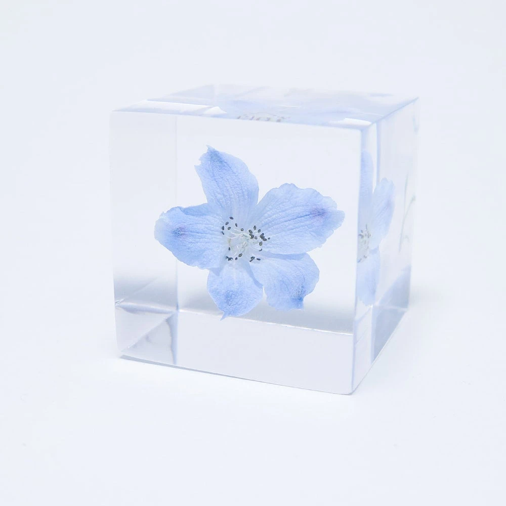 Sola Cube Siberian Larkspur 4 Sola Cube Siberian Larkspur - Image 4