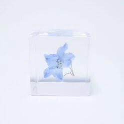 Sola Cube Siberian Larkspur 12 Sola Cube Siberian Larkspur -Cloud-Hidden Plants s753278155256112669 p1465 i5 w1000