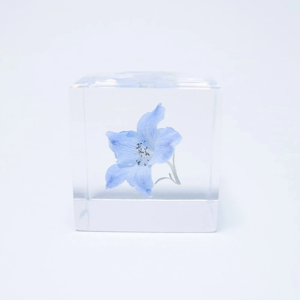 Sola Cube Siberian Larkspur 5 Sola Cube Siberian Larkspur - Image 5