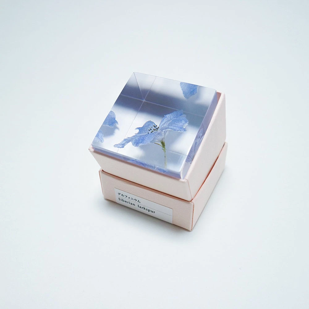 Sola Cube Siberian Larkspur 8 Sola Cube Siberian Larkspur - Image 8