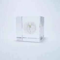 Sola Cube Apple Of Peru