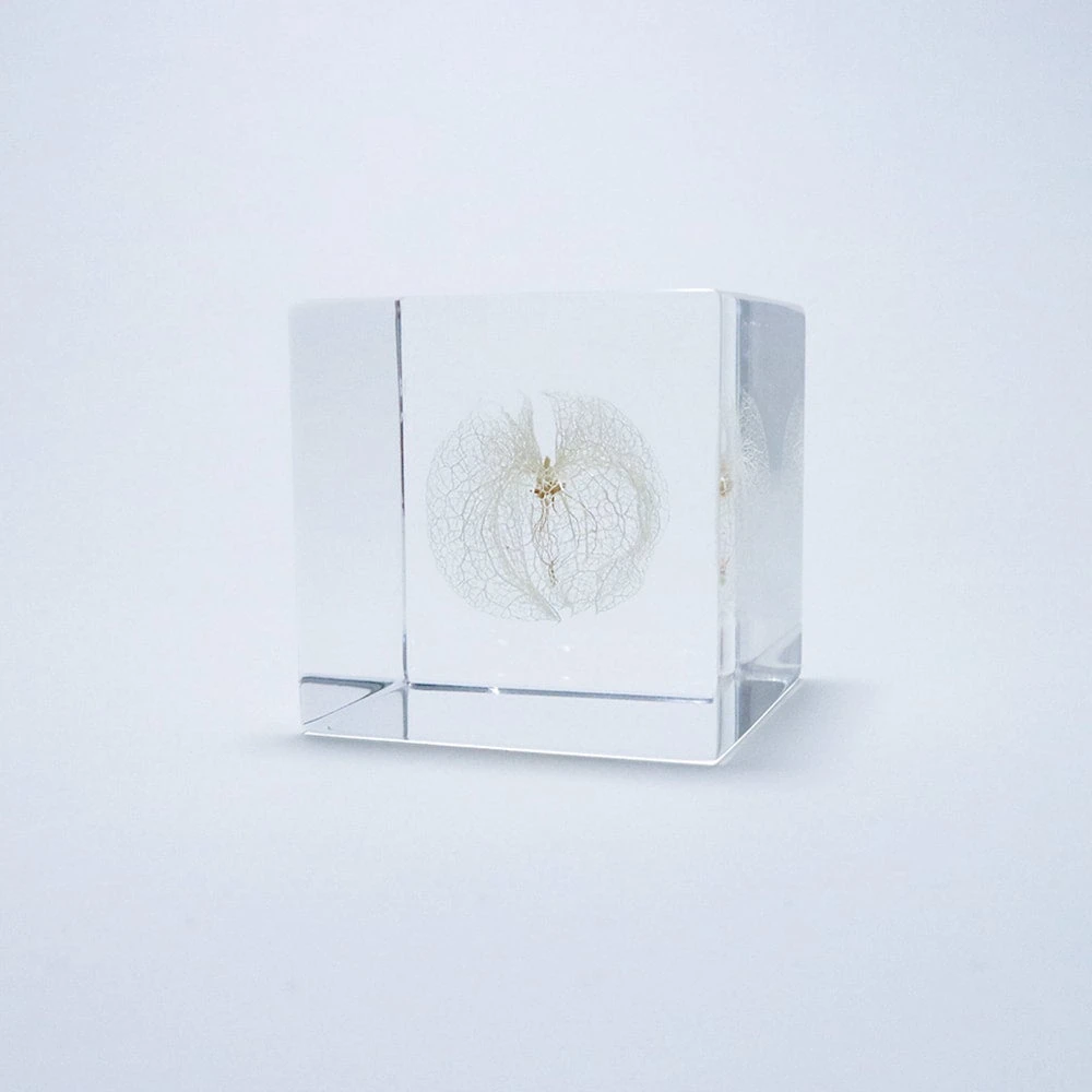 Sola Cube Apple Of Peru 1 Sola Cube Apple Of Peru