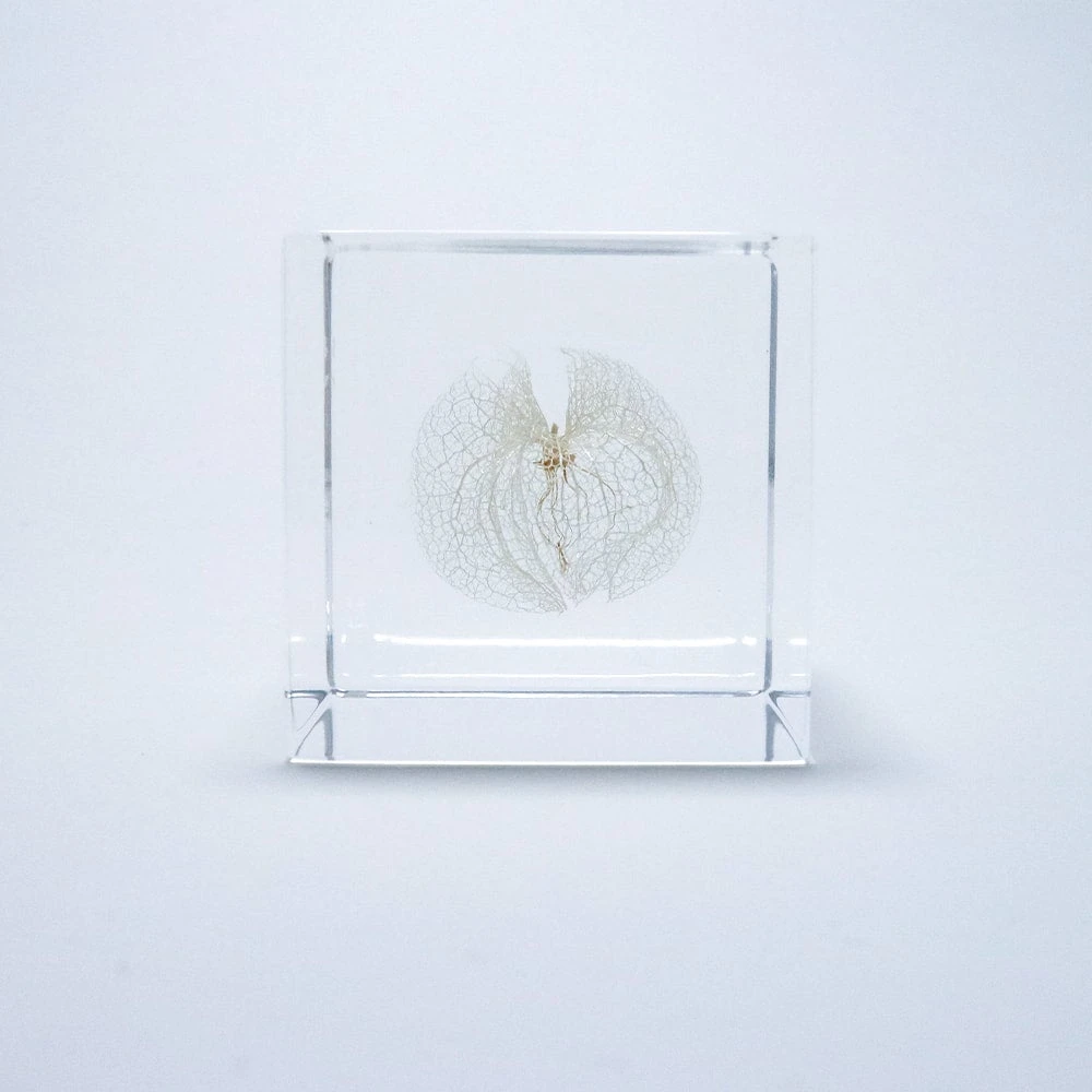 Sola Cube Apple Of Peru 2 Sola Cube Apple Of Peru - Image 2