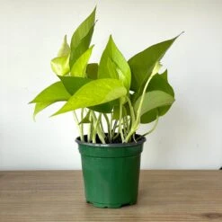 Neon Pothos