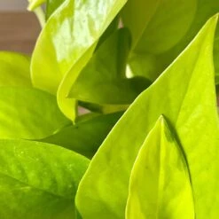 Neon Pothos -Cloud-Hidden Plants s753278155256112669 p1467 i3 w3024